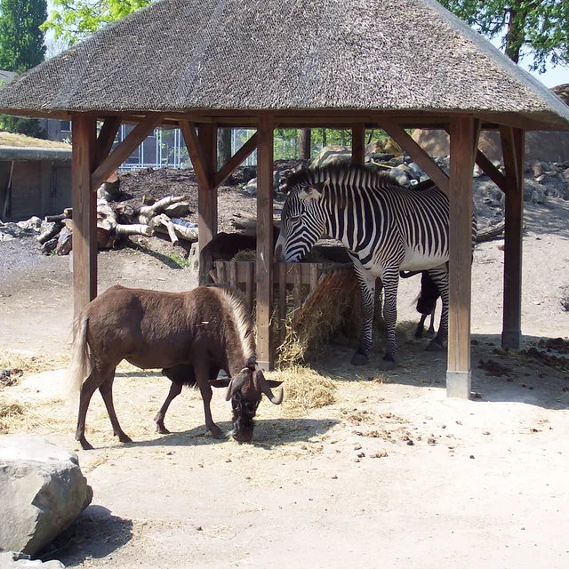 Reticulated giraffes grazing harmoniously alongside zebras on the African Savannah exhibit at ARTIS Amsterdam
